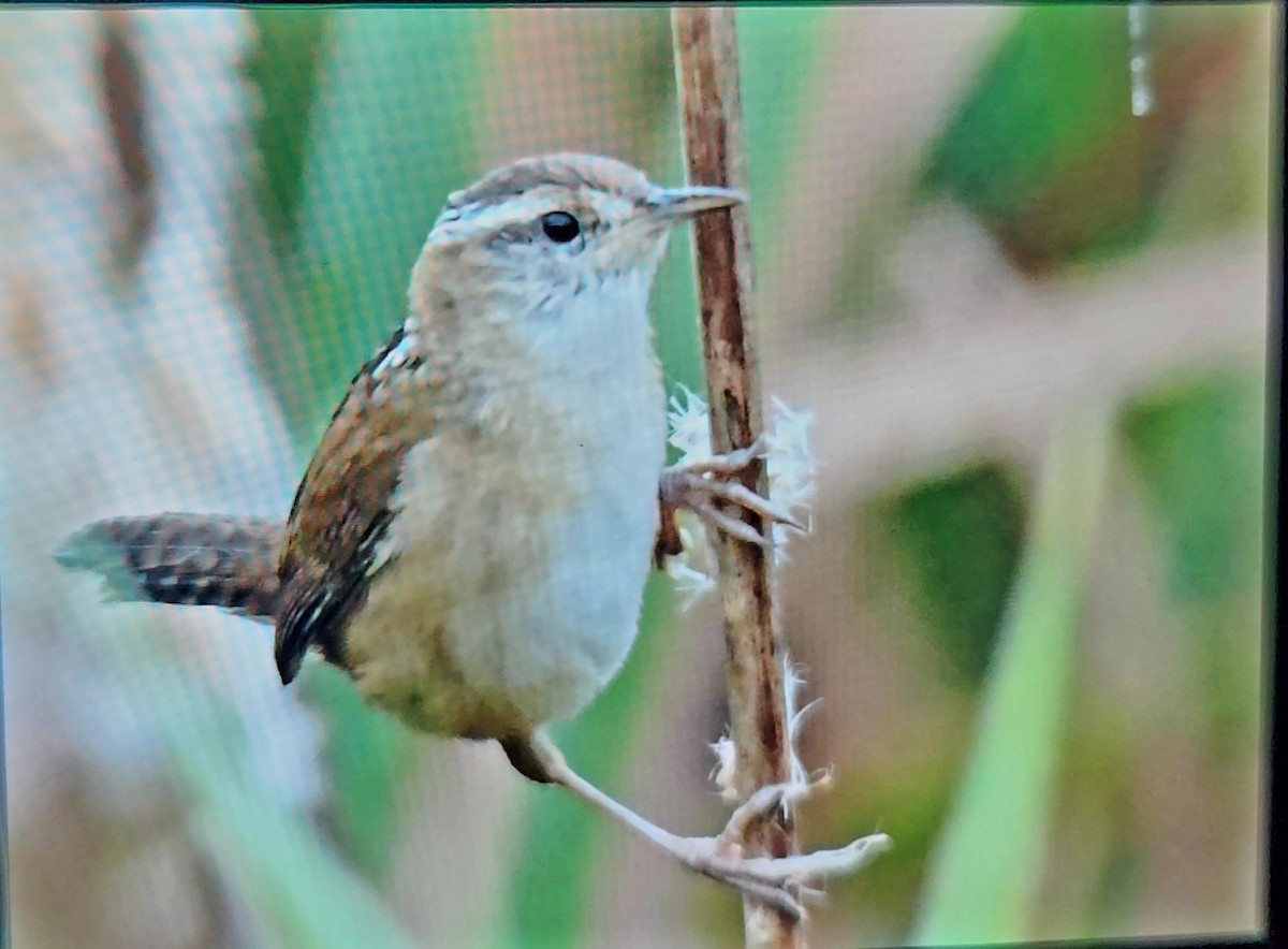 Marsh Wren - ML644971398