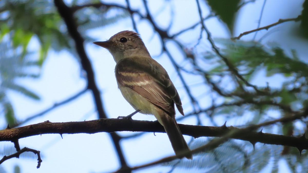 Willow Flycatcher - ML644971418