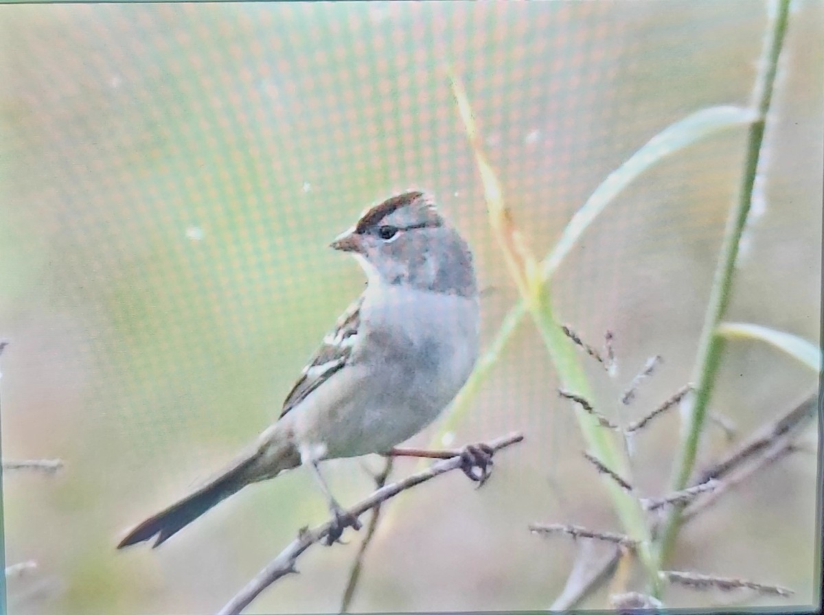 White-crowned Sparrow - ML644971419