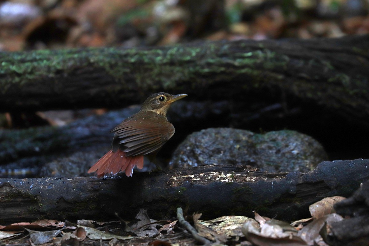 Ochre-throated Foliage-gleaner - ML644971428