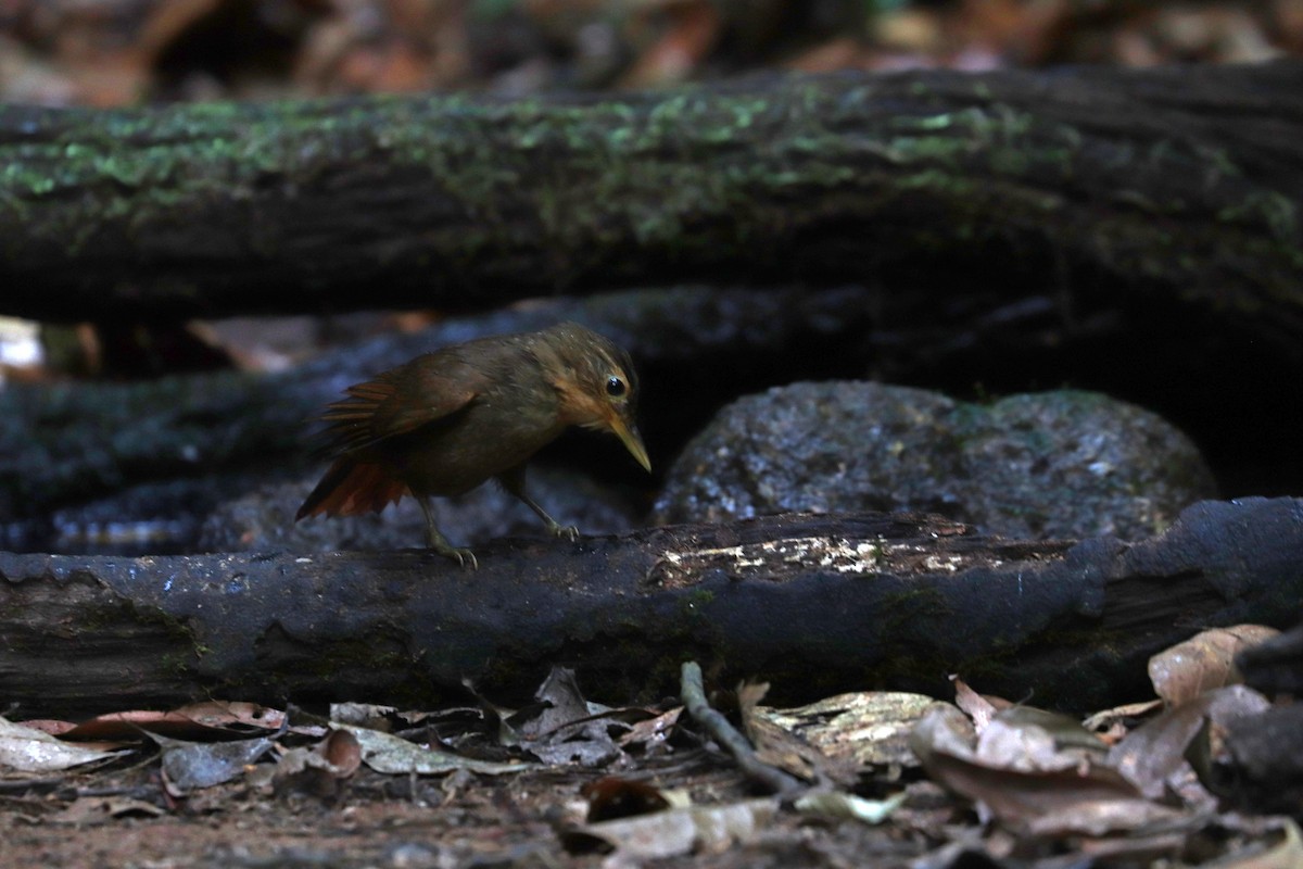 Ochre-throated Foliage-gleaner - ML644971429