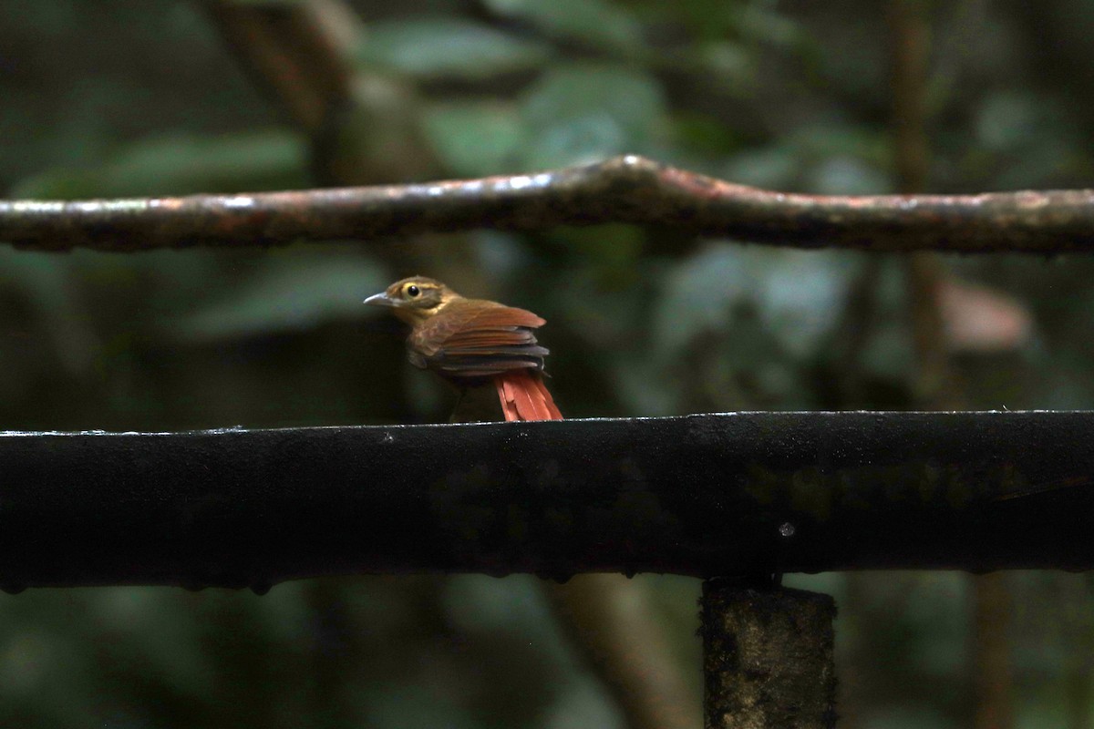 Ochre-throated Foliage-gleaner - ML644971430