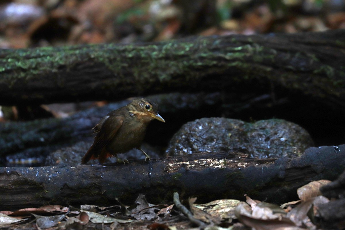 Ochre-throated Foliage-gleaner - ML644971431