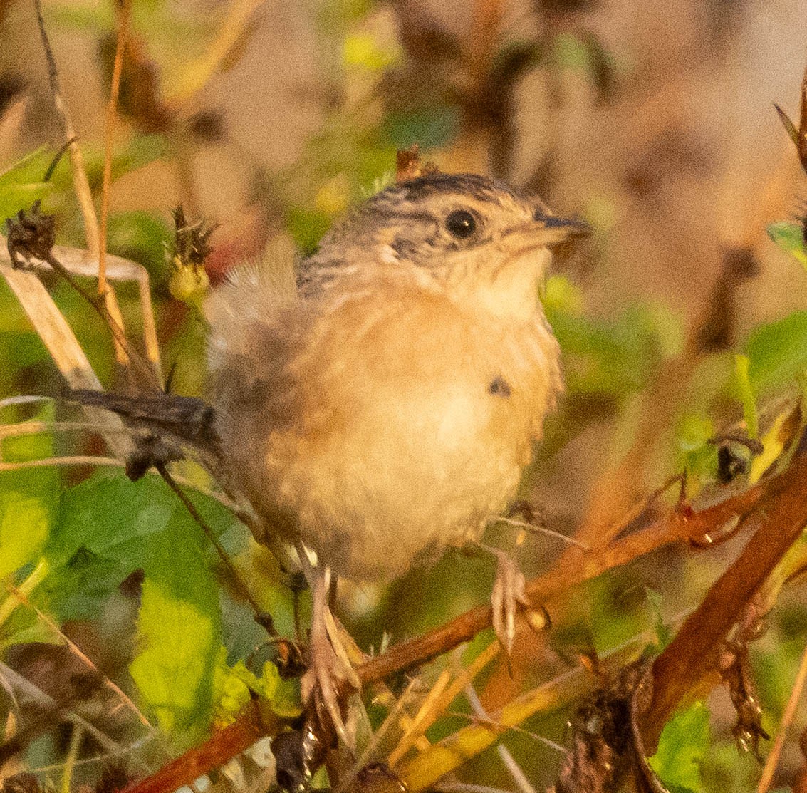 Sedge Wren - ML644971445