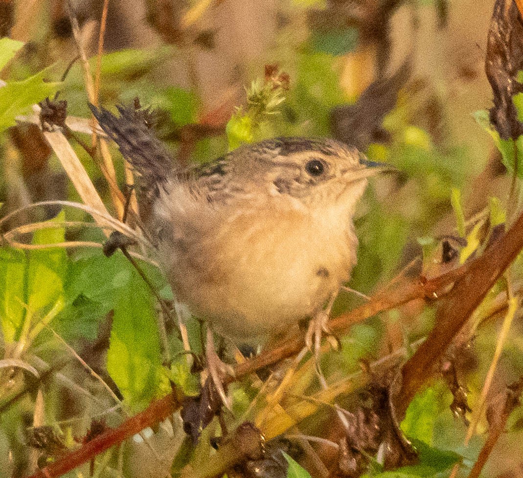 Sedge Wren - ML644971446