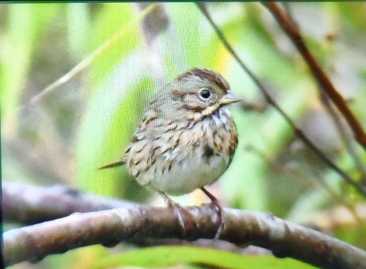 Lincoln's Sparrow - ML644971447