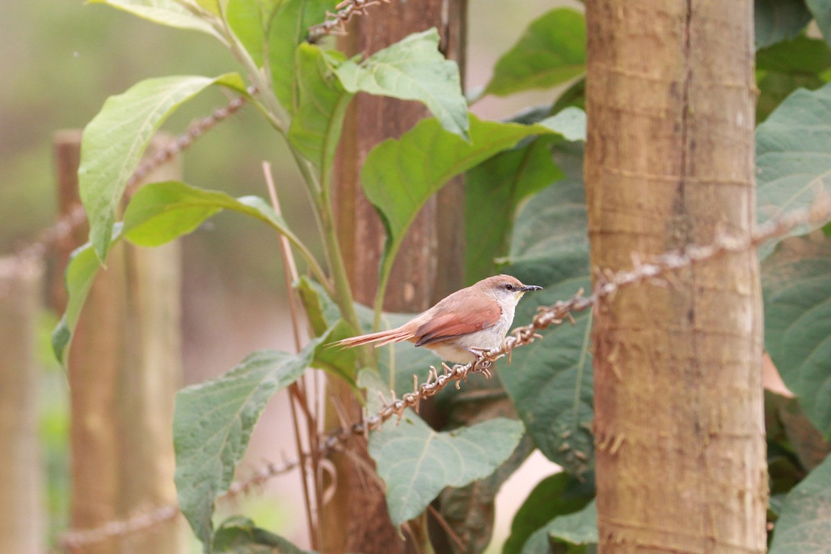 Yellow-chinned Spinetail - ML644971456