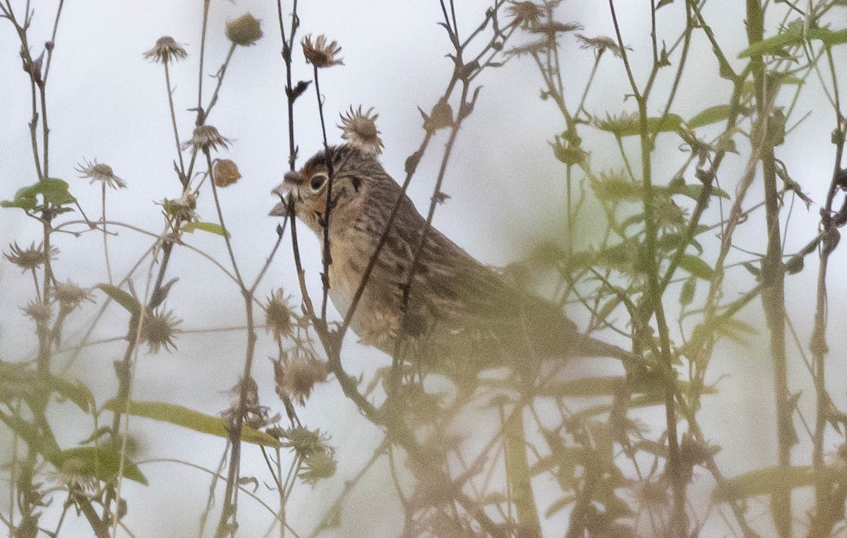 Grasshopper Sparrow - ML644971457