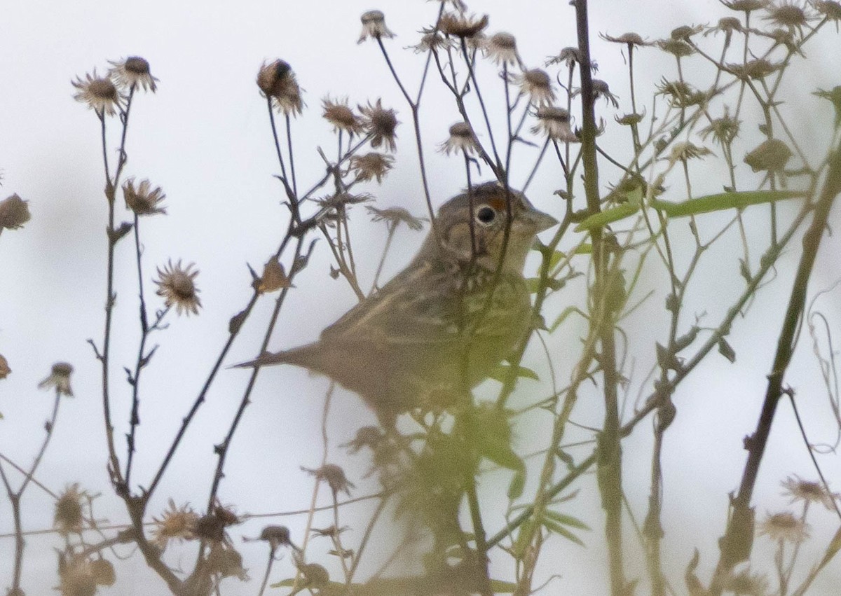 Grasshopper Sparrow - ML644971458