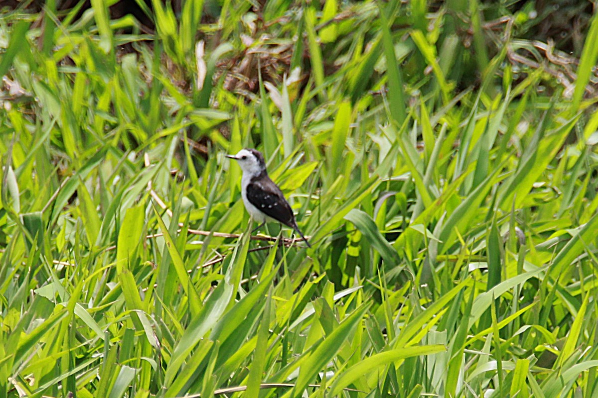 Black-backed Water-Tyrant - ML644971464