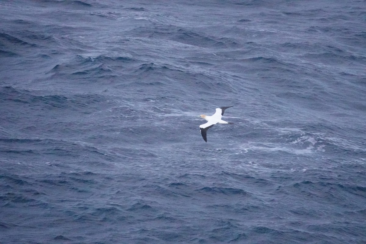 Avustralya Sümsüğü - ML644971466