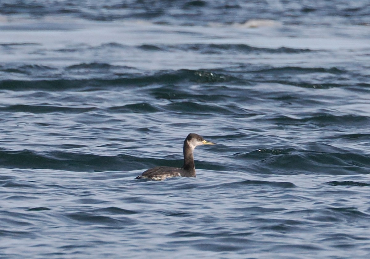 Red-necked Grebe - ML644971473