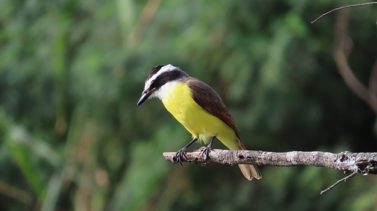 Great Kiskadee - ML644971486