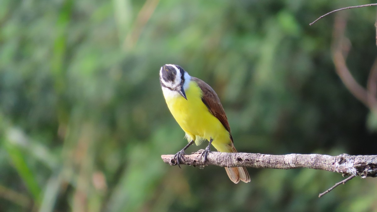 Great Kiskadee - ML644971487