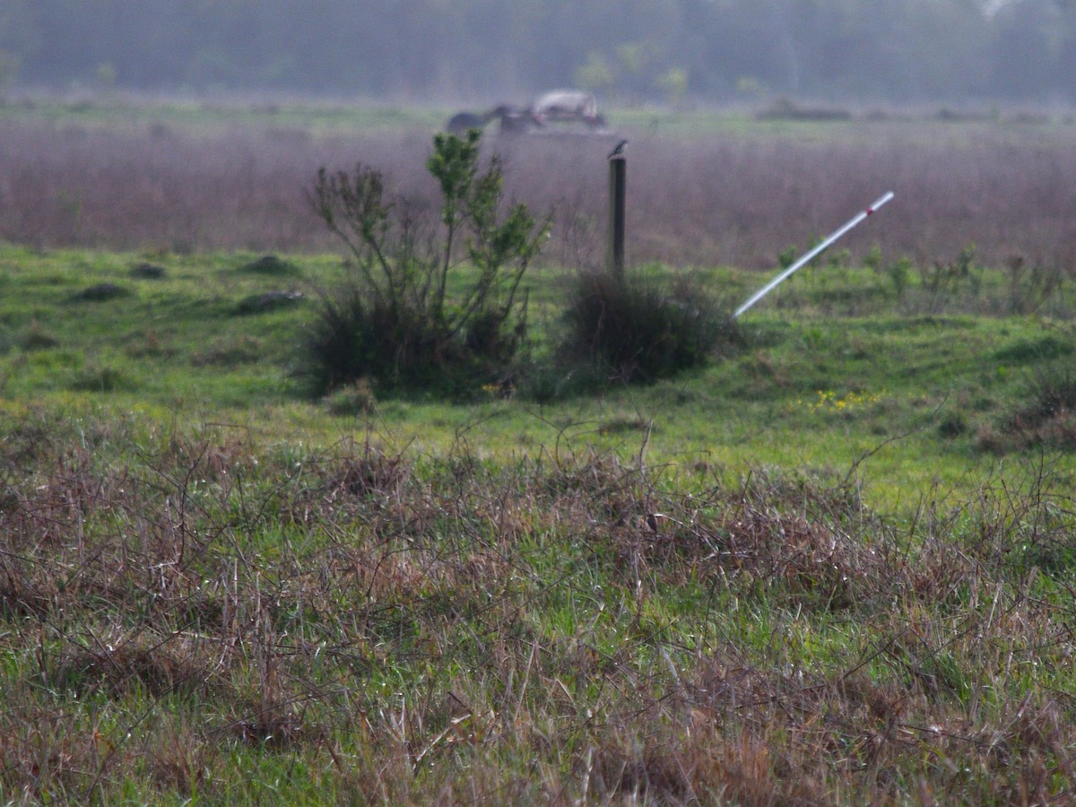 Amur Stonechat - ML644971490