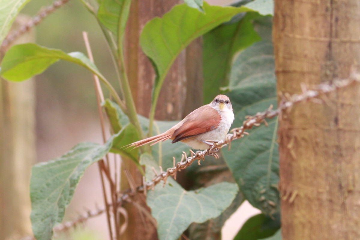 Yellow-chinned Spinetail - ML644971497