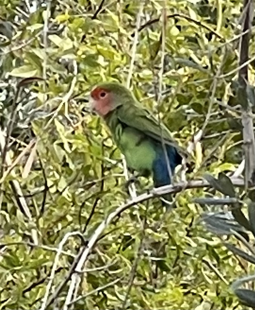 Rosy-faced Lovebird - ML644971499