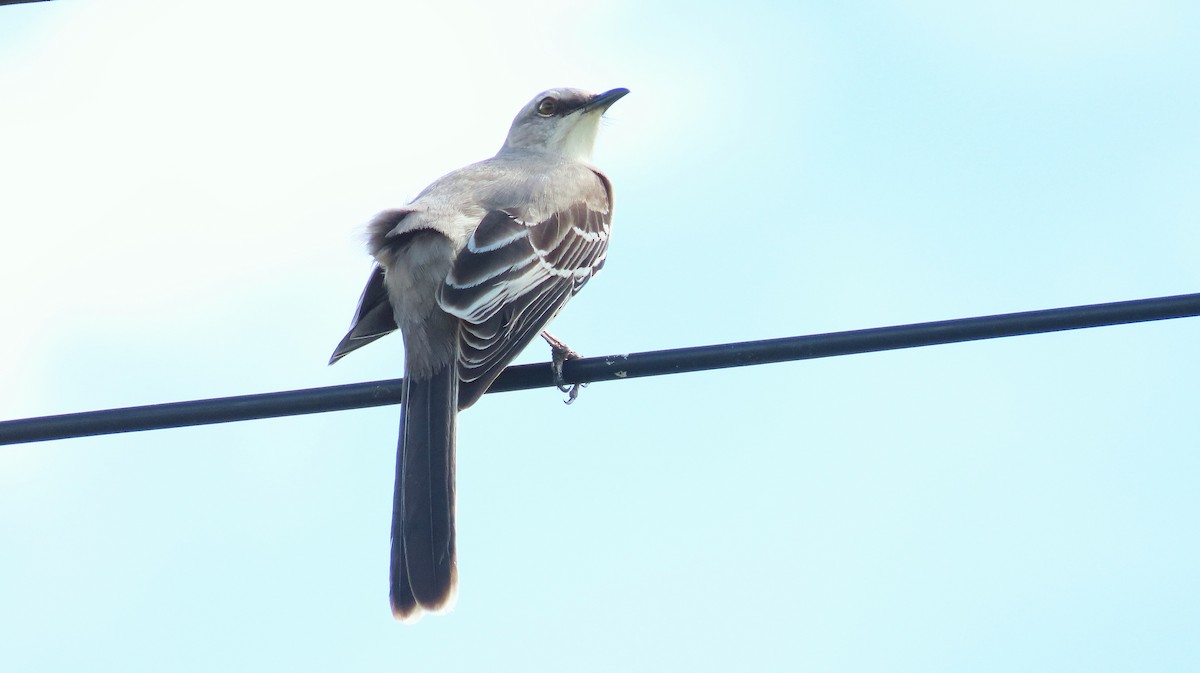 Tropikal Taklitçi - ML644971507