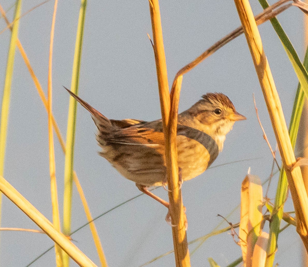 Swamp Sparrow - ML644971511