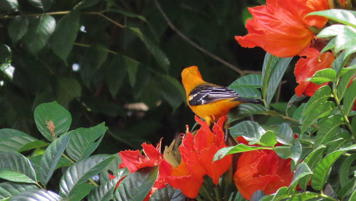 Streak-backed Oriole - ML644971514