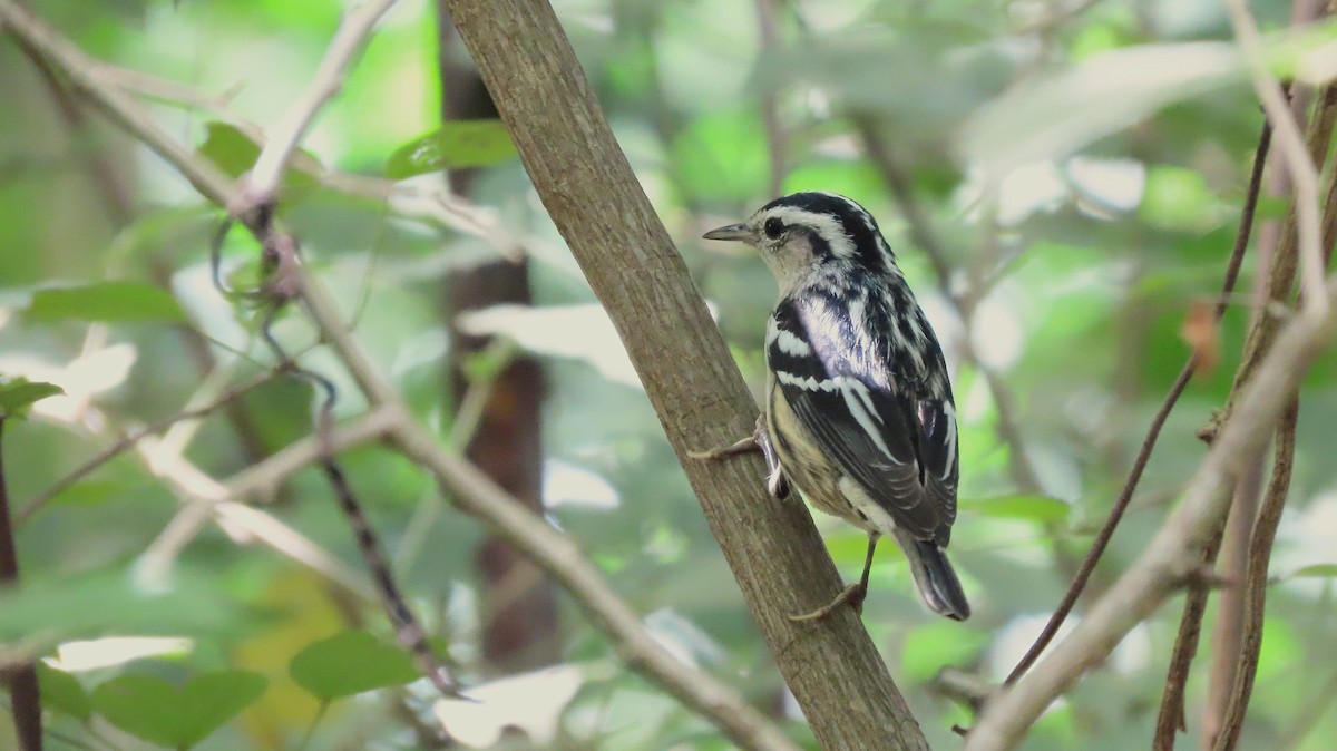 Black-and-white Warbler - ML644971524
