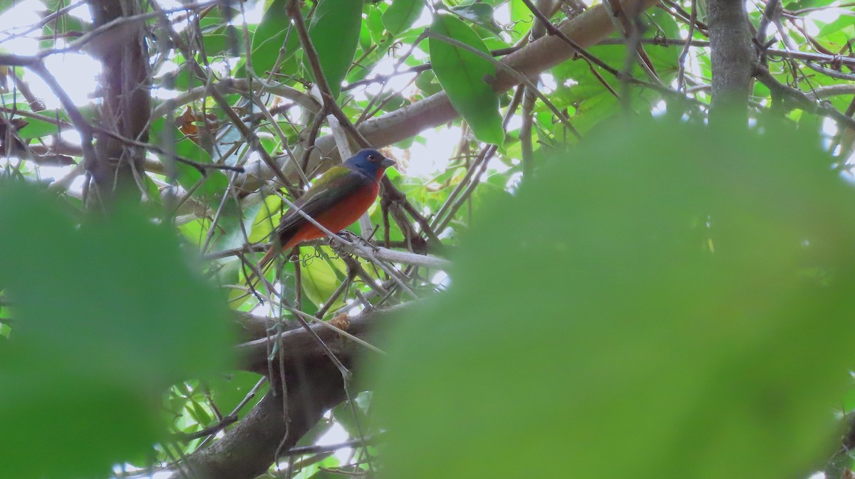 Painted Bunting - ML644971549
