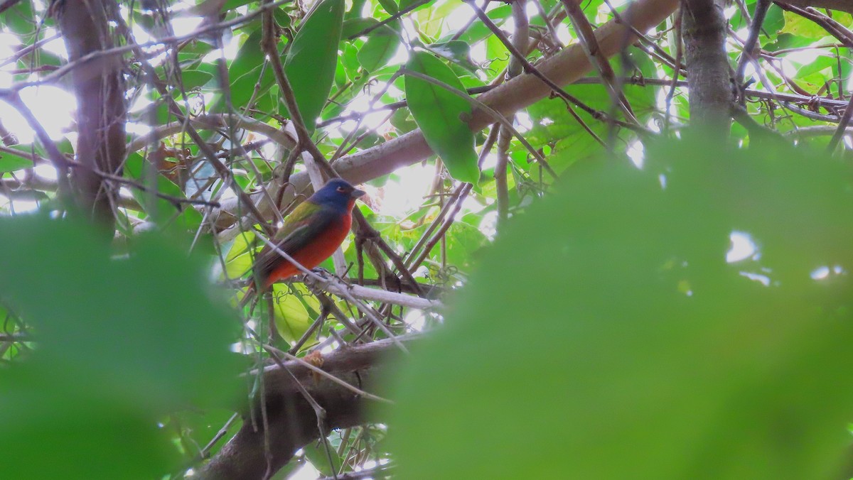 Painted Bunting - ML644971550