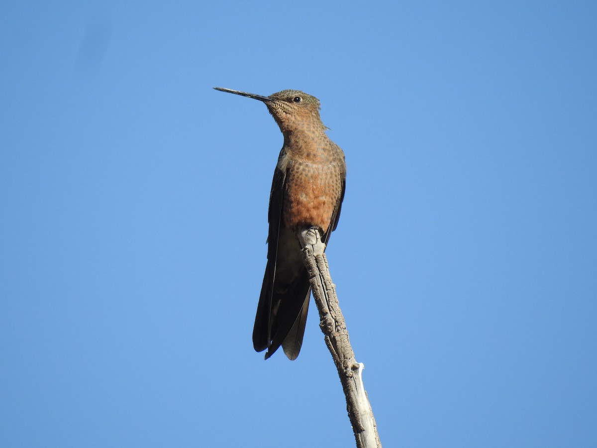 Giant Hummingbird - ML644971551
