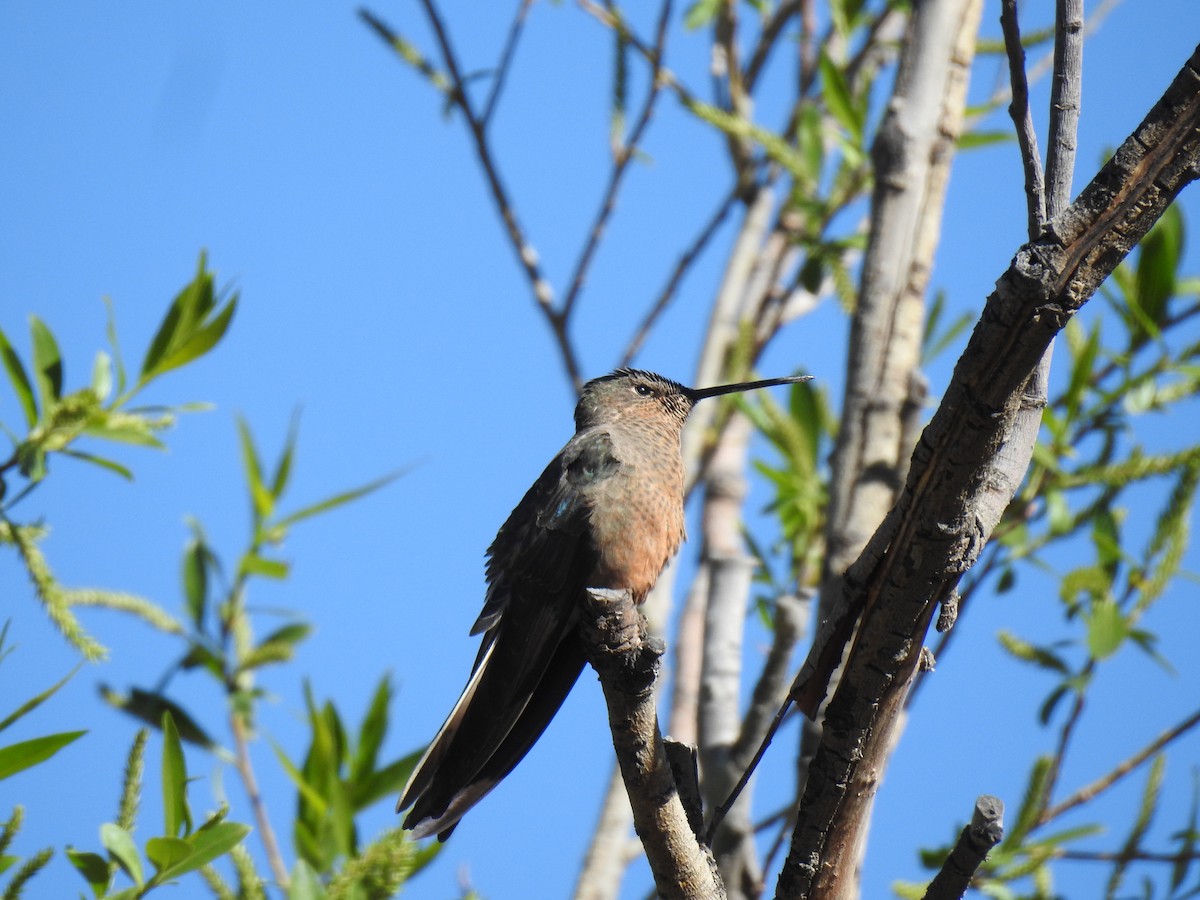 Giant Hummingbird - ML644971554