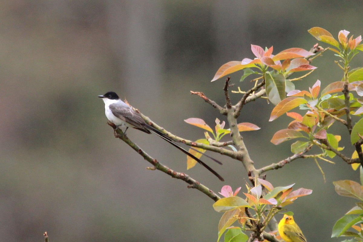 Fork-tailed Flycatcher - ML644971555