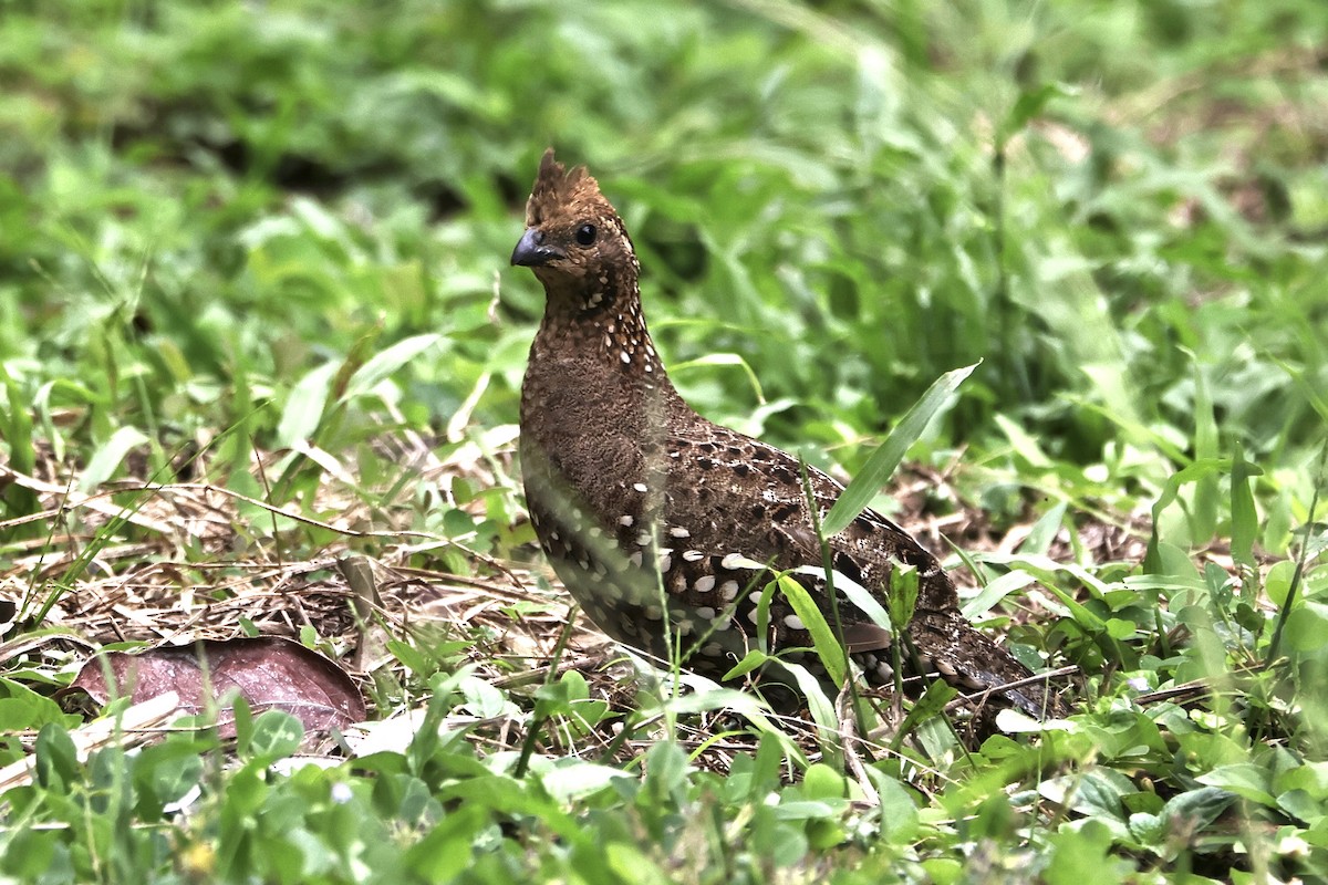 Spot-bellied Bobwhite - ML644971563