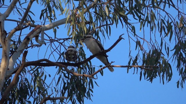 Kukabura - ML644971569