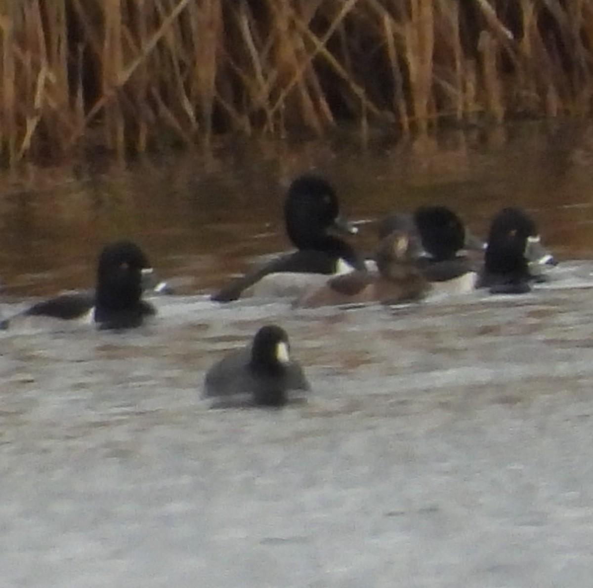 Focha Americana - ML644971600