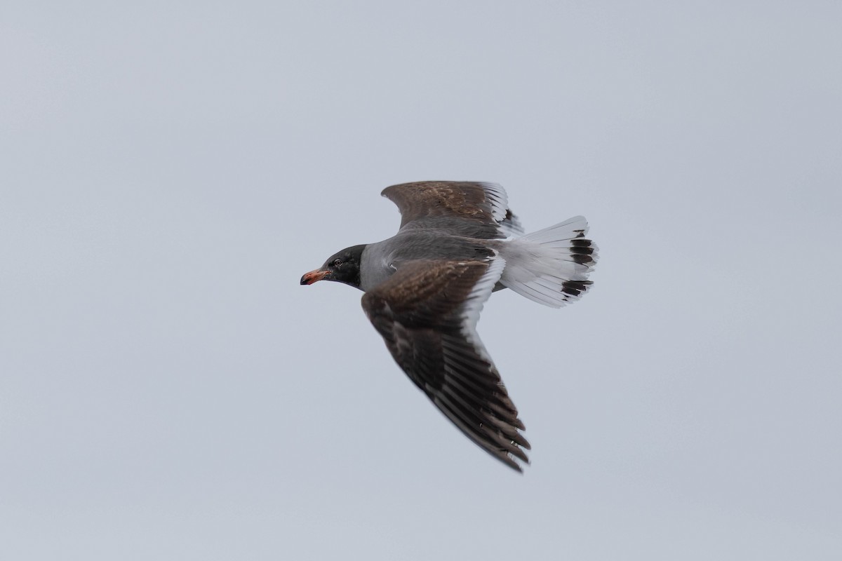 Dolphin Gull - ML644971608