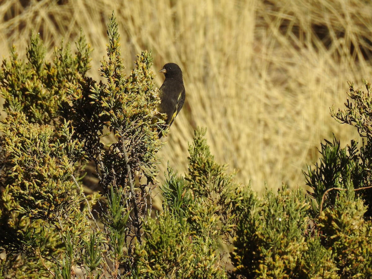 Black Siskin - ML644971618