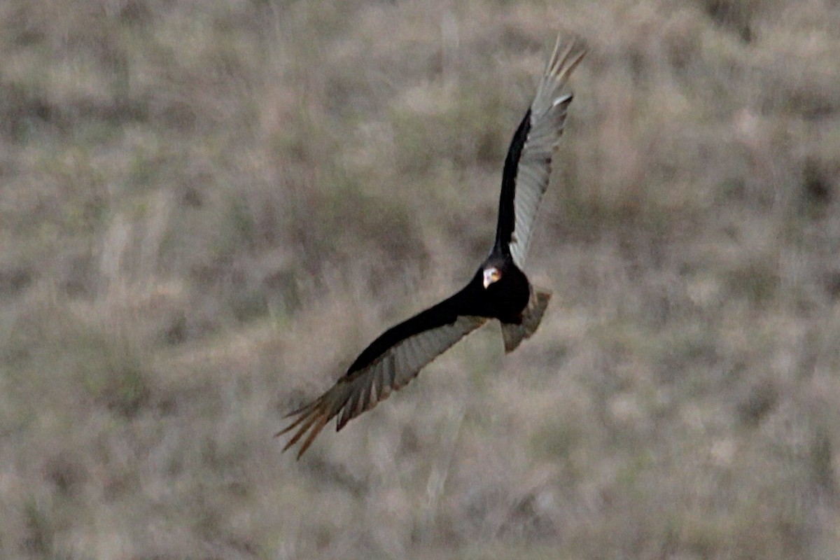 Lesser Yellow-headed Vulture - ML644971625