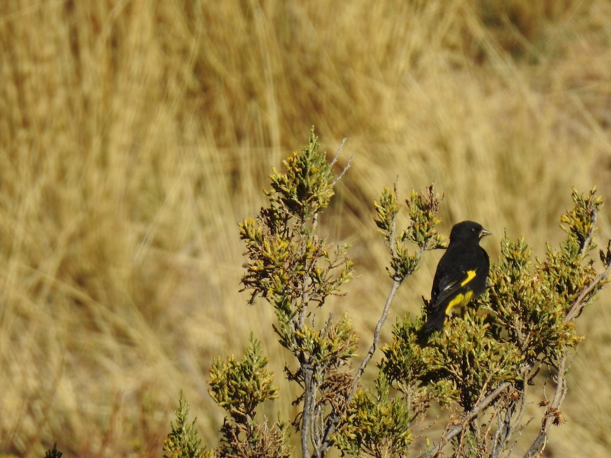 Black Siskin - ML644971630
