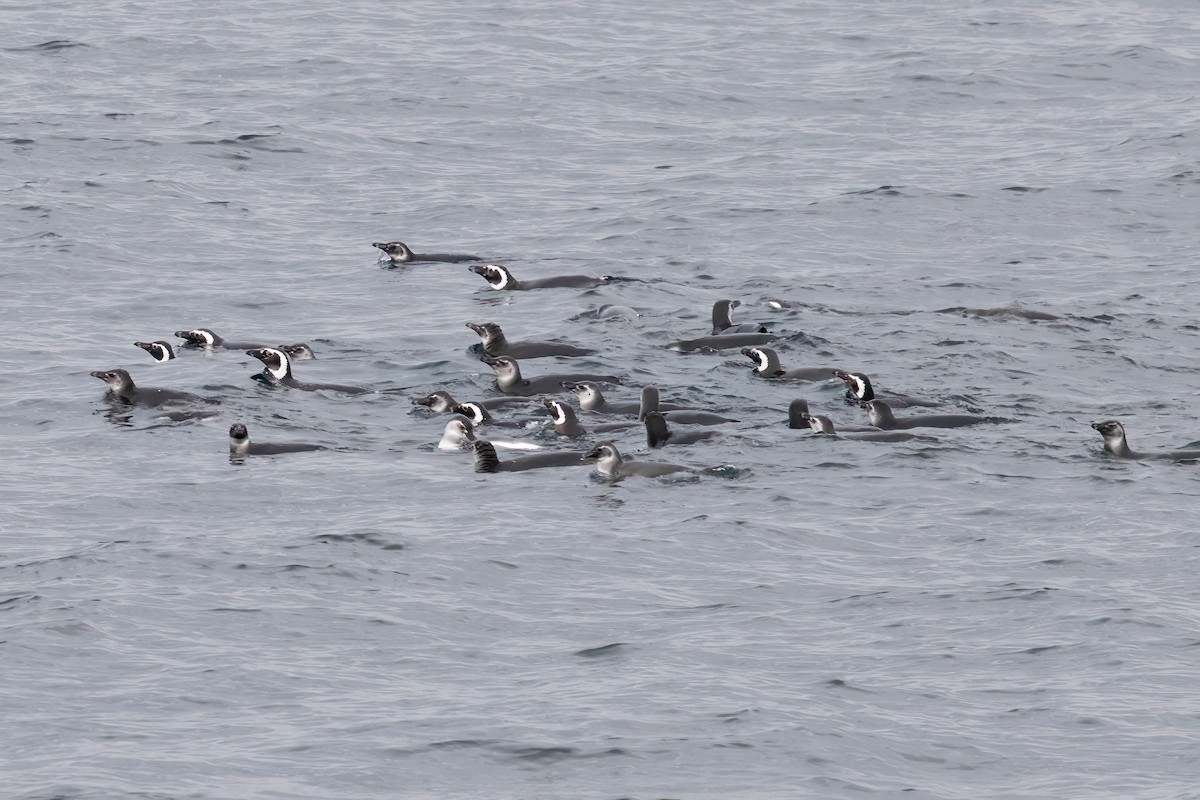 Magellanpinguin - ML644971644