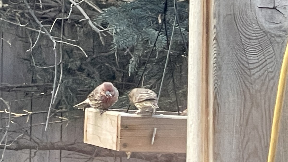 House Finch - ML644971649