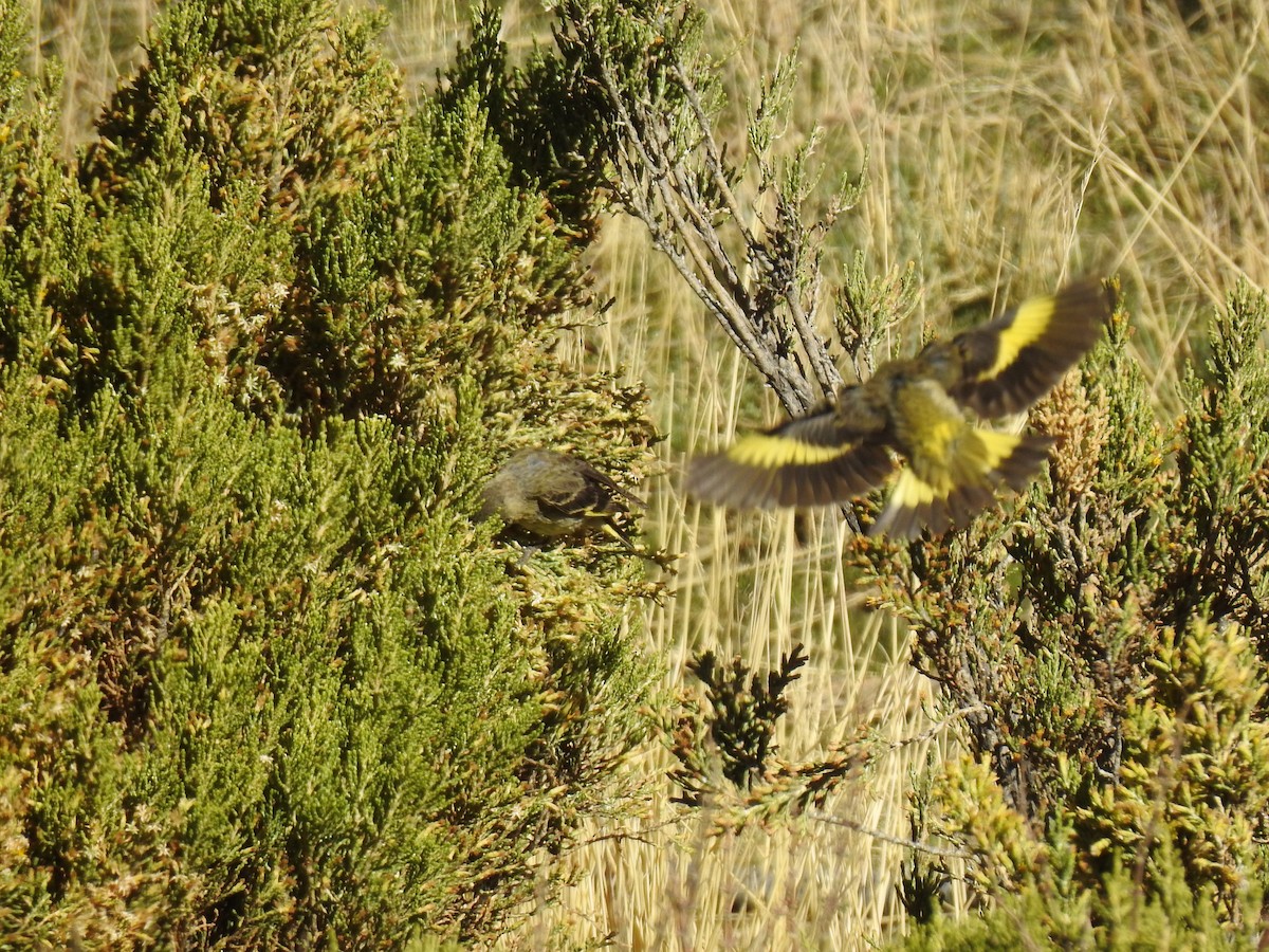 Black Siskin - ML644971654