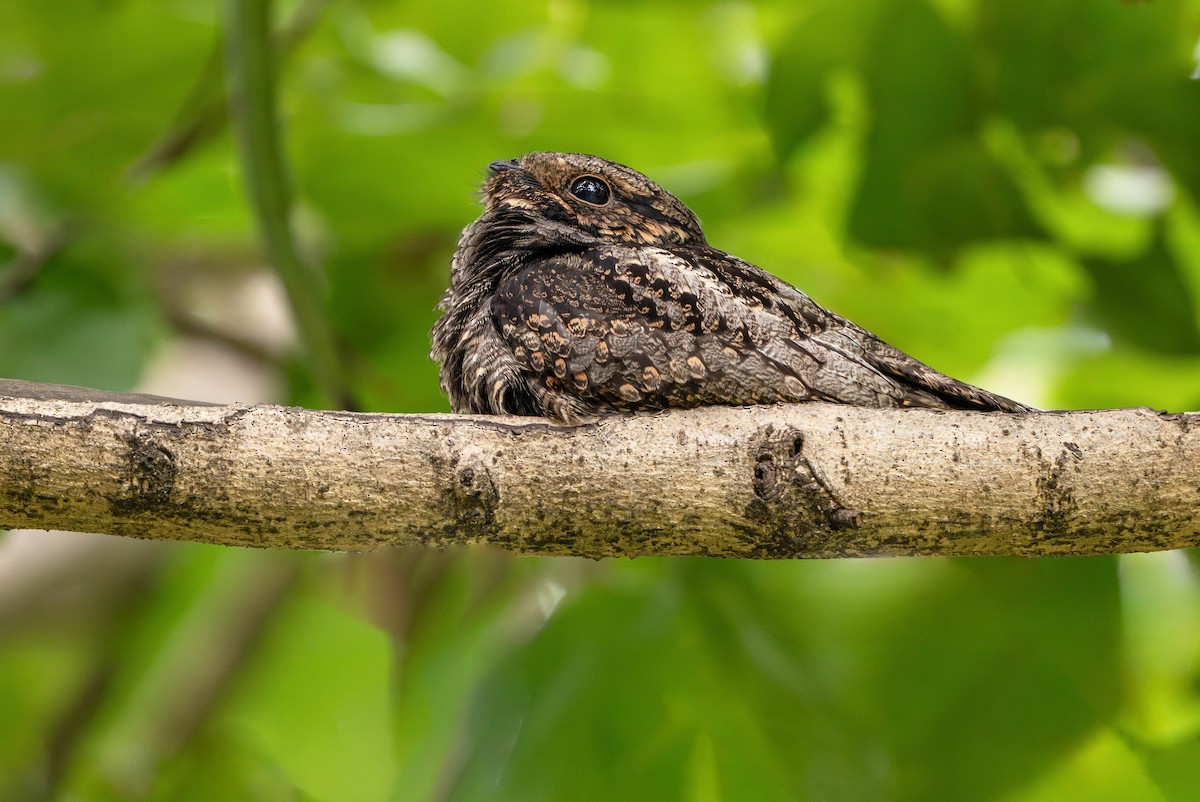 Gray Nightjar - ML644971655