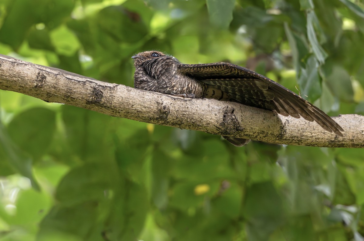Gray Nightjar - ML644971656