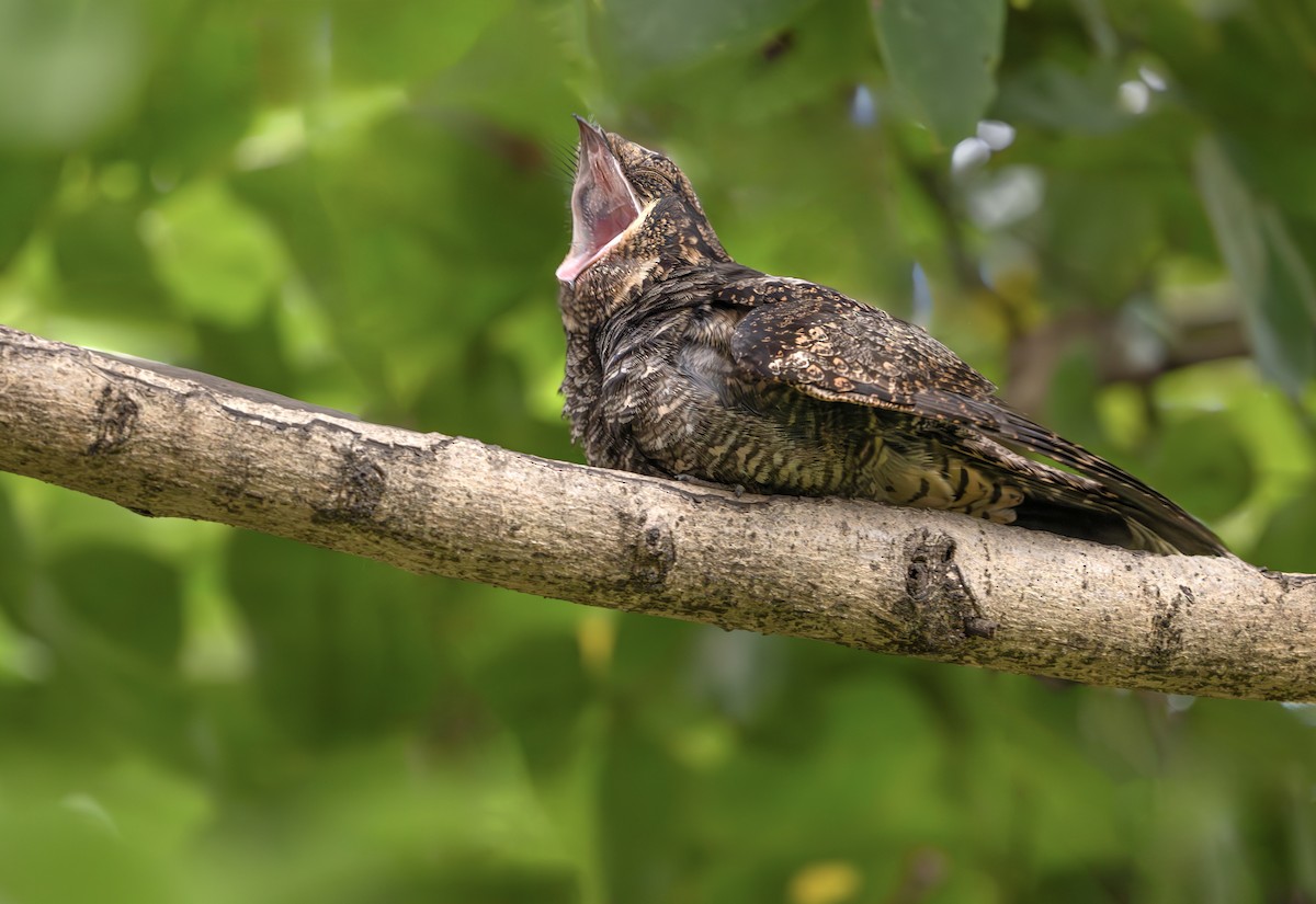 Gray Nightjar - ML644971657