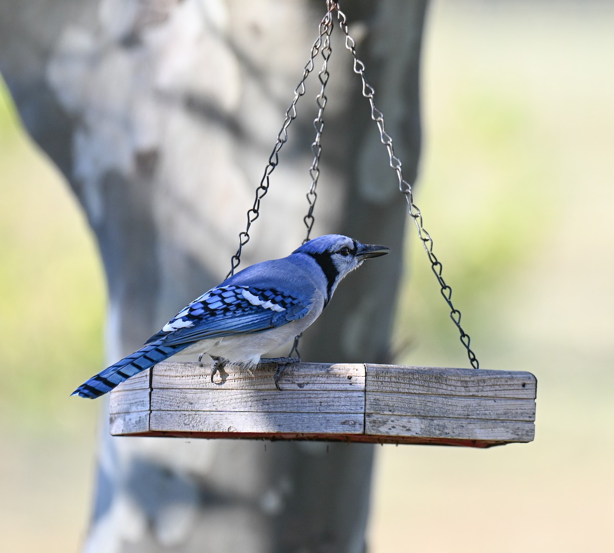 Blue Jay - ML644971680