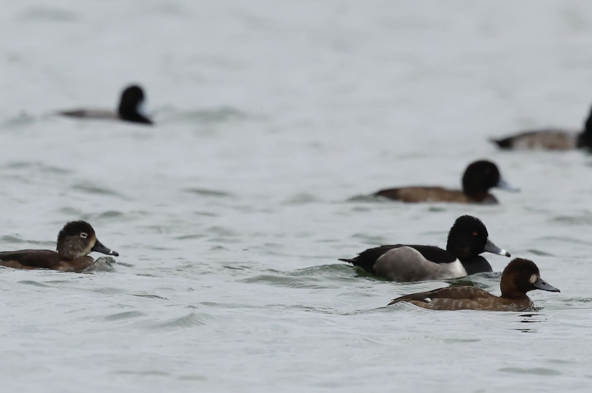 Ring-necked Duck - ML644971682