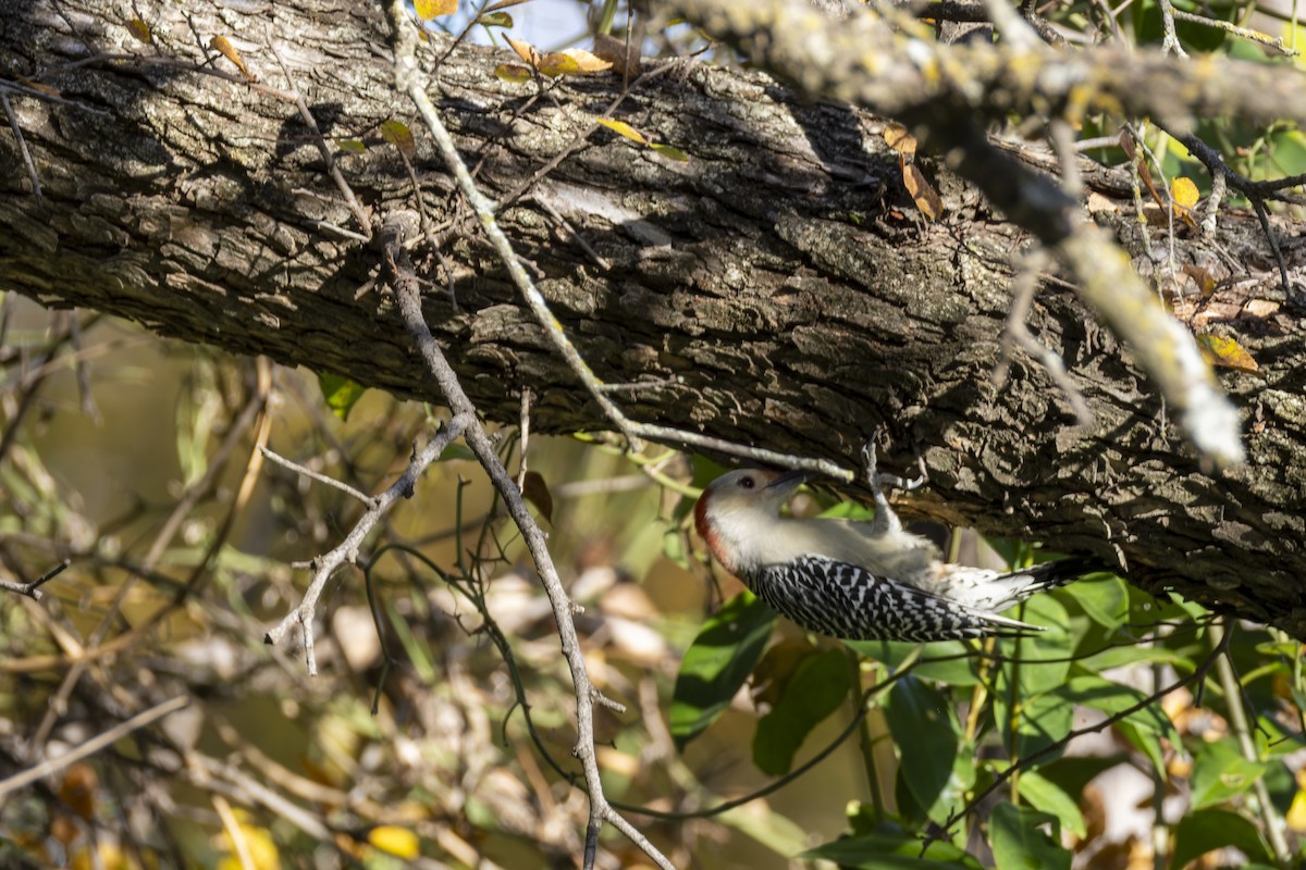 Red-bellied Woodpecker - ML644971686