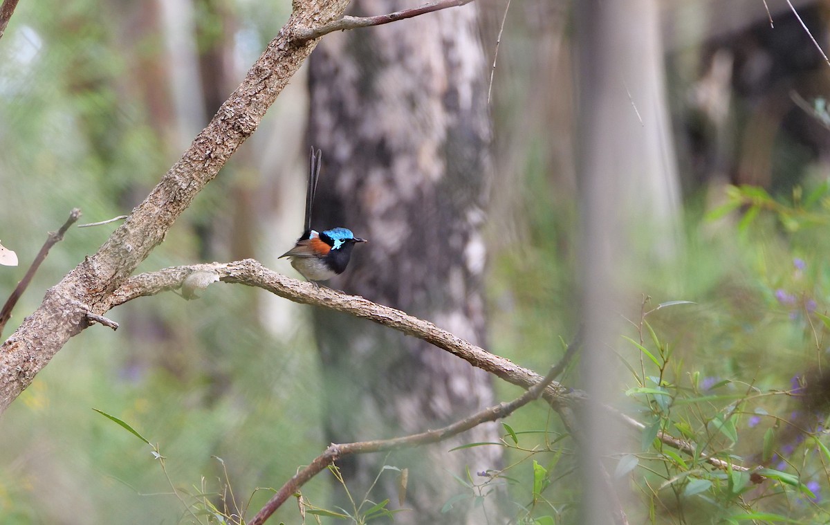 Red-winged Fairywren - ML644971701