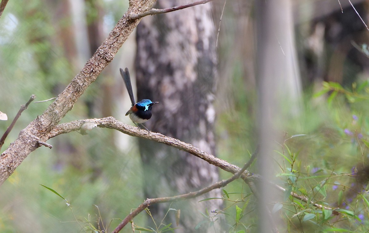 Red-winged Fairywren - ML644971702