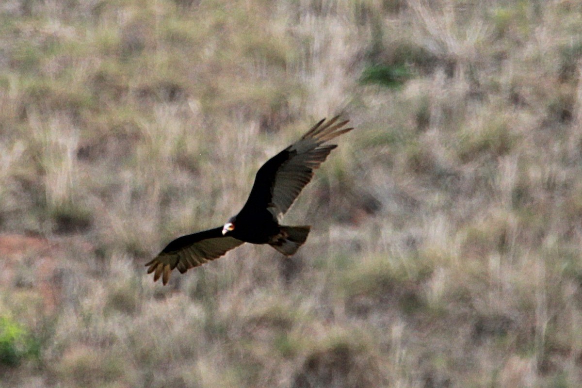 Lesser Yellow-headed Vulture - ML644971707