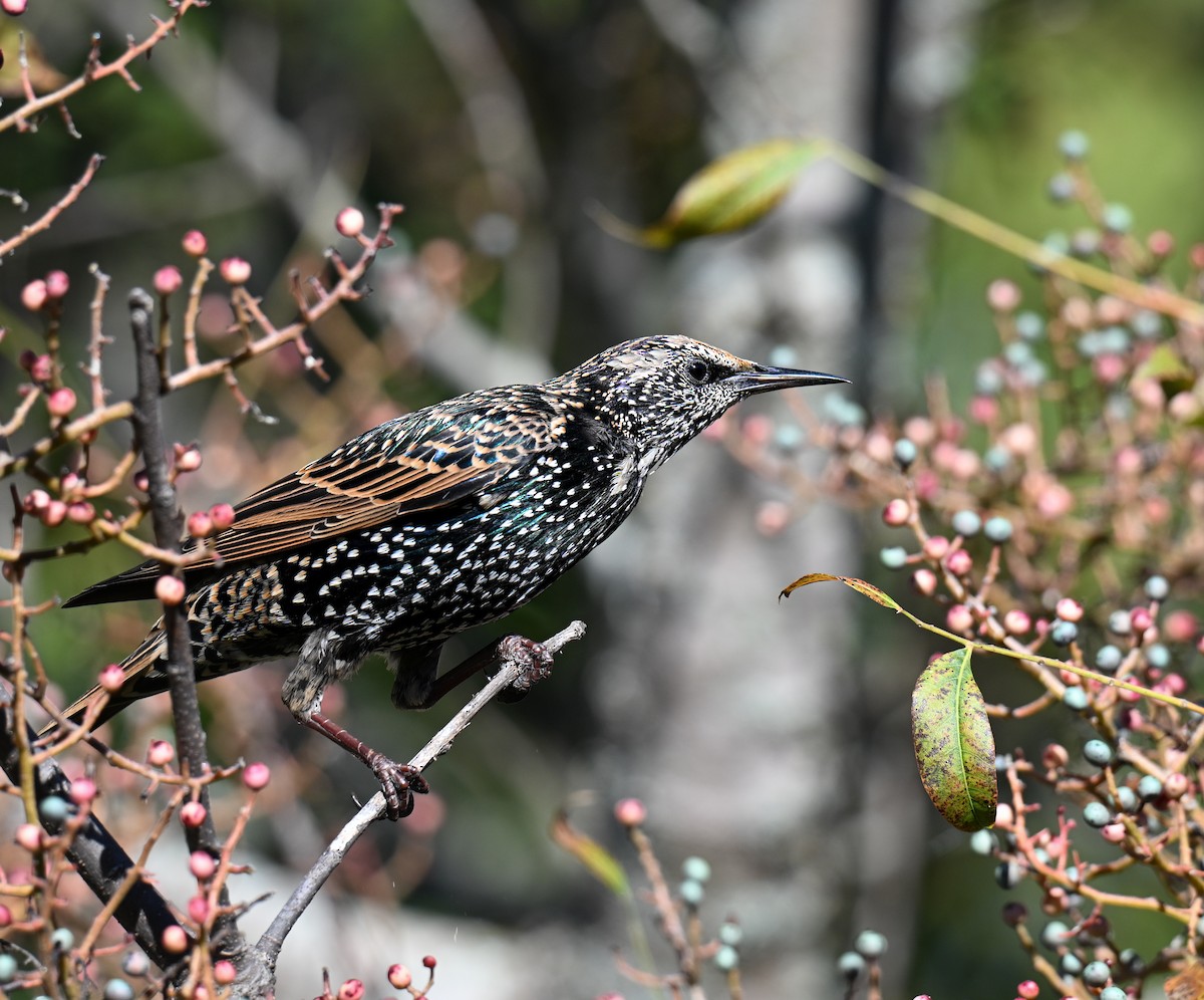 European Starling - ML644971708